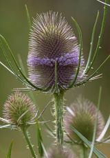 Karde Edertal Giflitz